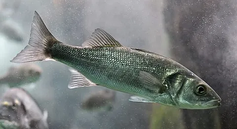 european seabass: a highly appreciated marine food fish found in the coastal waters of eastern Atlantic from Cape...
