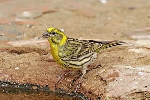 european serin: serinus serinus, a small passerine bird in the finch family Fringillidae