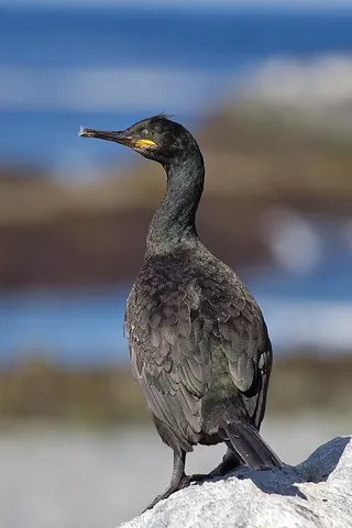 european shag: gulosus aristotelis (syn. Phalacrocorax aristotelis), a member of the Phalacrocoracidae (cormorant)...