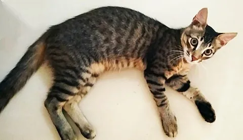 european shorthair: a sturdy short-hair domestic cat breed, developed from various ordinary cat breeds