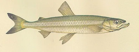 european smelt: any smelt of species Osmerus eperlanus, common in fresh waters of northern Europe
