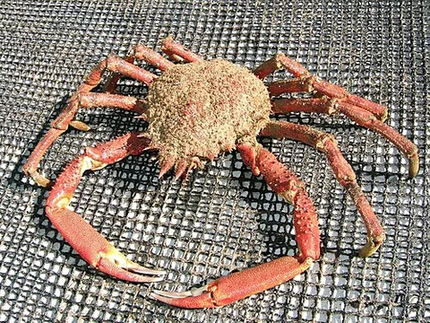 european spider crab: a species of migratory crab, Maja squinado, found in the north-east Atlantic and the Mediterranean...