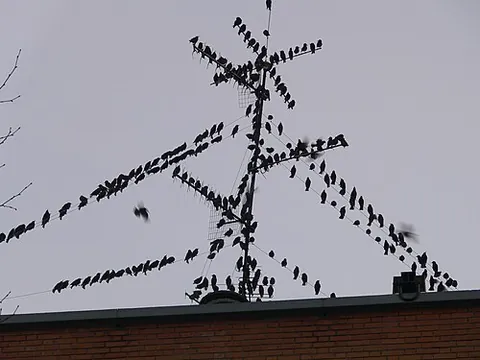 european starling: a bird of the species Sturnus vulgaris