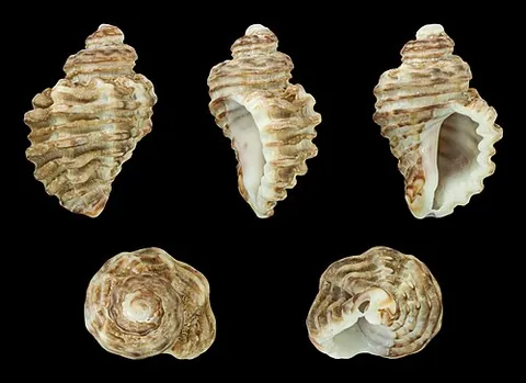 european sting winkle: common name of Ocenebra erinaceus, a species of predatory sea snail in the family of Muricidae