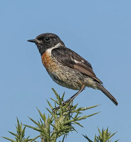 european stonechat: saxicola rubicola, an Old World flycatcher