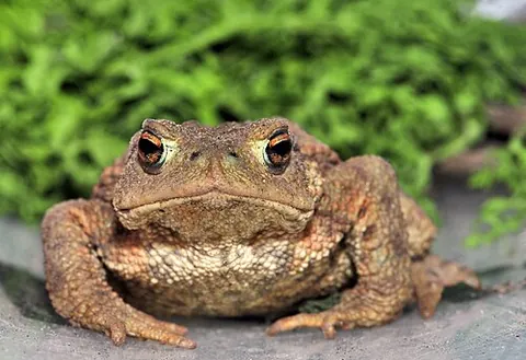 european toad: a common European toad, of the species Bufo bufo