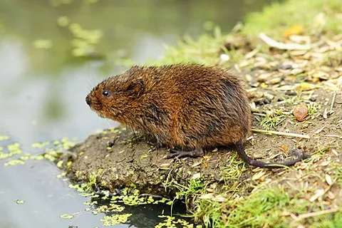 european water vole: a species of vole, Arvicola amphibius, formerly Arvicola terrestris