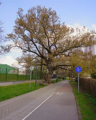european white elm: ulmus laevis, a deciduous tree native to parts of Europe and north-western Asia