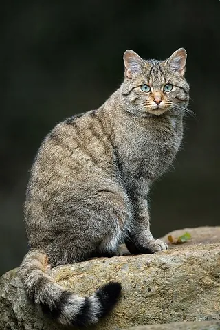 european wildcat: felis silvestris silvestris, a subspecies of the wildcat