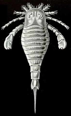 eurypterid: a large, prehistoric, carnivorous arthropod, of the class †Eurypterida, thought to be one of the...
