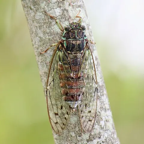 evening cicada: a species of cicada, Tanna japonensis, having a shrill call that can be heard most often in the...