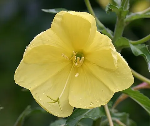 evening primrose: any of various flowering plants of the genus Oenothera or Camissonia, in the family Onagraceae,