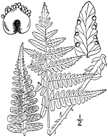 evergreen wood fern: dryopteris marginalis
