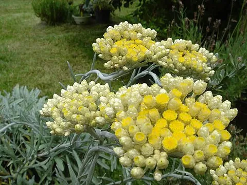 everlasting flower: any of several plants, chiefly of the family Asteraceae (principally the tribe Gnaphalieae), having...