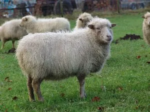 ewe: a female sheep, as opposed to a ram