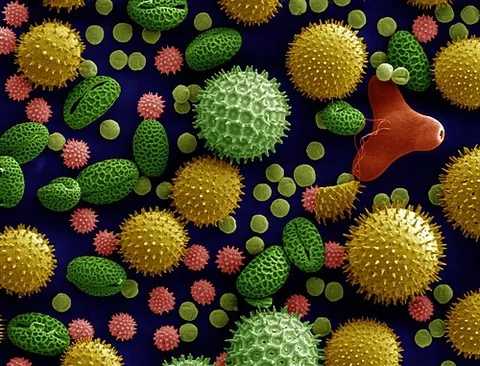 exine: the outer layer of a pollen grain or spore; the exosporium