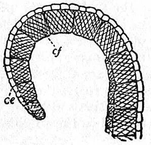 exothecium: the outer layer of the anther