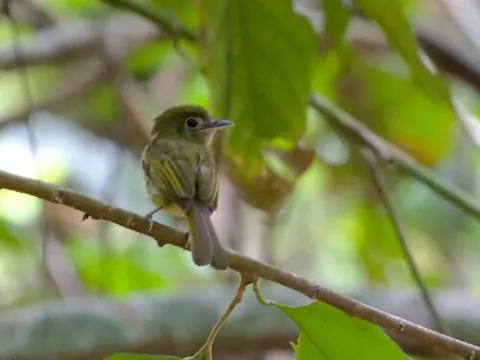 eye-ringed flatbill: a bird native to Central America, of species Rhynchocyclus brevirostris