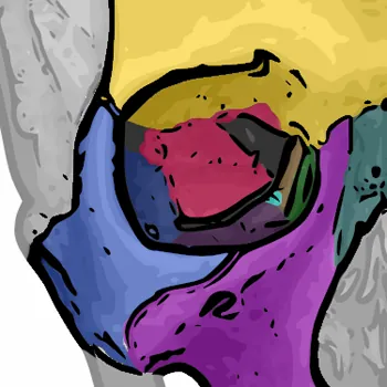 eye socket: the bony cavity which contains the eyeball and its associated muscles, vessels, and nerves. In...