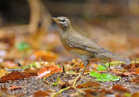 eyebrowed thrush: a species of solitary thrush native to Asia, Turdus obscurus
