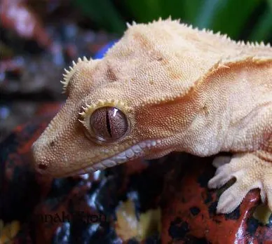 eyelash gecko: a gecko of species Correlophus ciliatus, native to southern New Caledonia