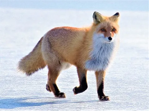 ezo red fox: a red fox of subspecies Vulpes vulpes schrencki, endemic to the Japanese and Russian islands in the...