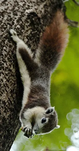 finlayson's squirrel: callosciurus finlaysonii, an Asian squirrel