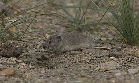 stoliczka's mountain vole: a species of rodent, Alticola stoliczkanus, found in the Himalayan region