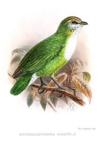 grauer's broadbill: a bird of the species Pseudocalyptomena graueri, from Africa