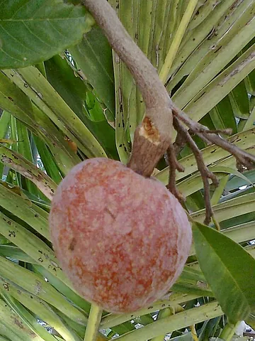 bullock's heart: a tropical fruit grown throughout the tropics, Annona reticulata