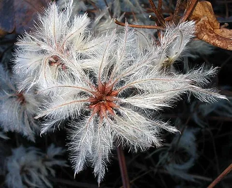maiden's honesty: a plant of the species Clematis vitalba, evergreen clematis, a vine, native to the chalk and...