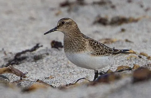 baird's sandpiper: a type of sandpiper, Calidris bairdii