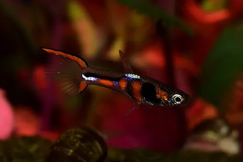 endler's livebearer: a tiny freshwater fish, Poecilia wingei, popular in home aquariums, similar in size, shape, and...
