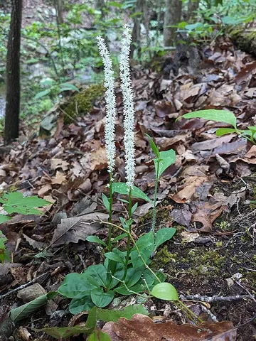 devil's bit: a plant of species Succisa pratensis, native to Europe
