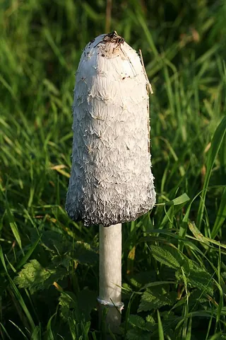 lawyer's wig: a species of edible mushroom (Coprinus comatus)
