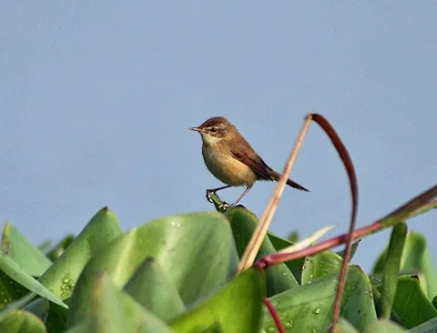 blyth's reed warbler: an Old World warbler of species Acrocephalus dumetorum, that breeds in central Eurasia and winters...