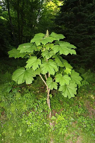 devil's club: oplopanax horridus (devil's walking stick) (large understory shrub native to the Pacific Northwest...