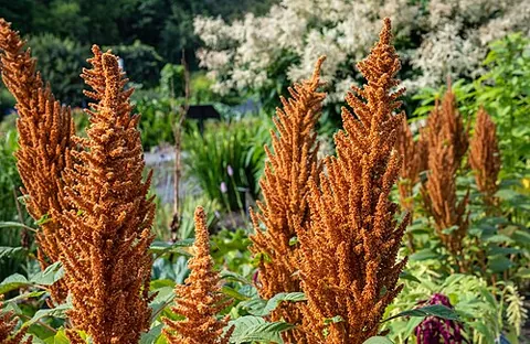 prince's feather: amaranthus hypochondriacus, an ornamental plant