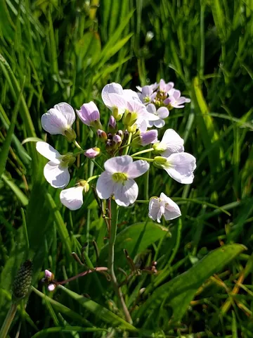 lady's smock: a plant, the cuckooflower (Cardamine pratensis)