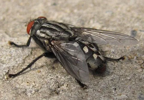 face fly: a fly, Musca autumnalis, that resembles the housefly and is a pest of cattle and horses