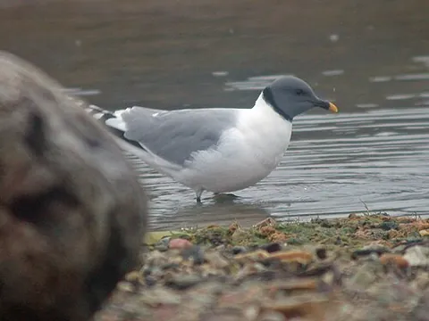 sabine's gull: a small gull, Xema sabini, breeding in the Arctic and migrating south in autumn