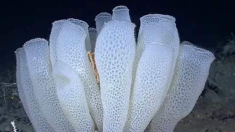 venus' flower basket: a white vase-like glass sponge (Euplectella aspergillum), found in the deep waters of the Pacific...