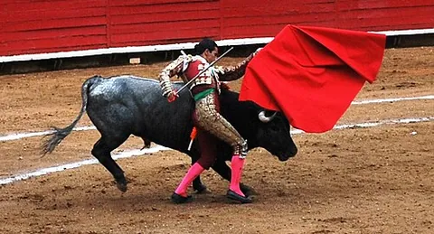 faena: a series of passes performed by a matador with a muleta or a sword before the kill