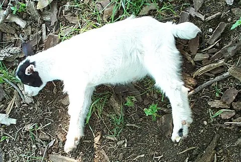 fainting goat: a breed of domestic goat characterised by a genetic disorder known as myotonia congenita, wherein...