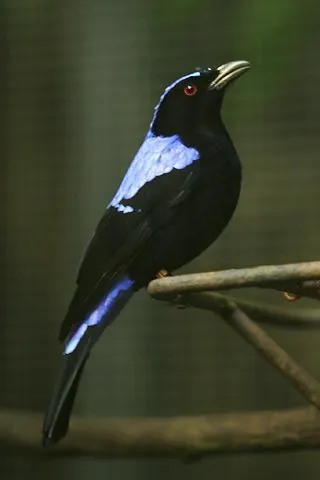 fairy bluebird: a small passerine bird of the genus Irena, from southern Asia