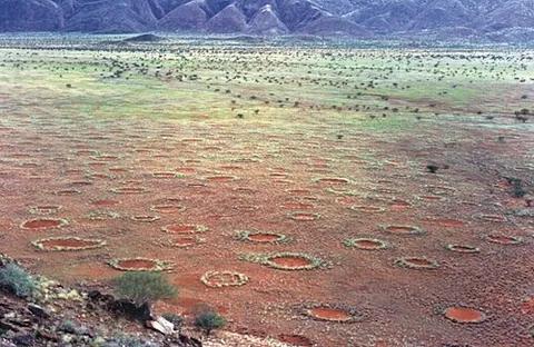 fairy circle: a circular patch barren of vegetation, often encircled by a ring of stimulated grass growth,...