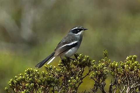 fairy flycatcher: a small passerine bird of the order Stenostiridae