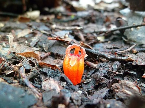 fairy lantern: thismia rodwayi, a non-chlorophyllous plant of the family Burmanniaceae with a reddish-orange...