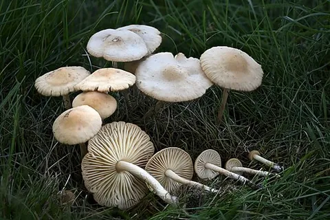 fairy ring champignon: an edible mushroom of species Marasmius oreades