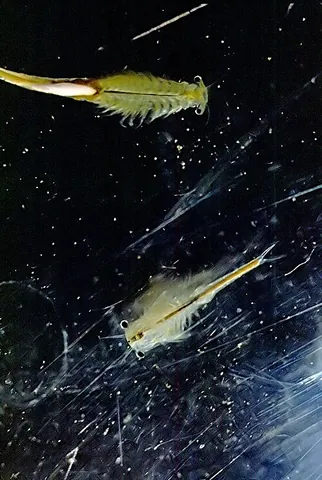 fairy shrimp: a small freshwater branchiopod having a transparent body with many appendages and swimming on its...